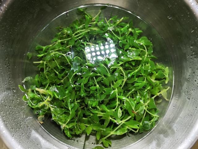 垂盆草怎么吃一洗一拌简单4步教你做出美食比绿豆苗好吃