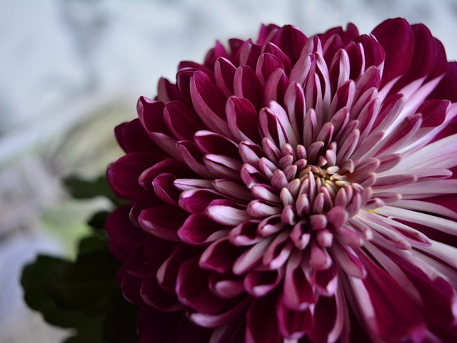 稀有的"黑菊花"来袭,你见过么?