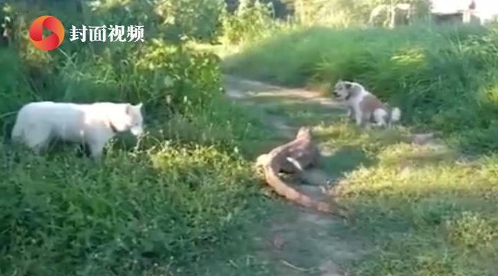 两只狗遇蜥蜴狂叫想在气势上压倒对方……_新浪新闻