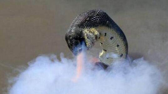 四川惊现巨蟒渡劫,飞天瞬间遭闪电击中!|巨蟒|蟒蛇|大蛇_新浪新闻