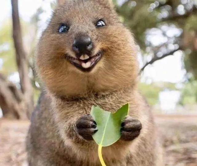 摄影师野外拍照,被爱笑的"老鼠"熊抱,留下十分珍贵的照片