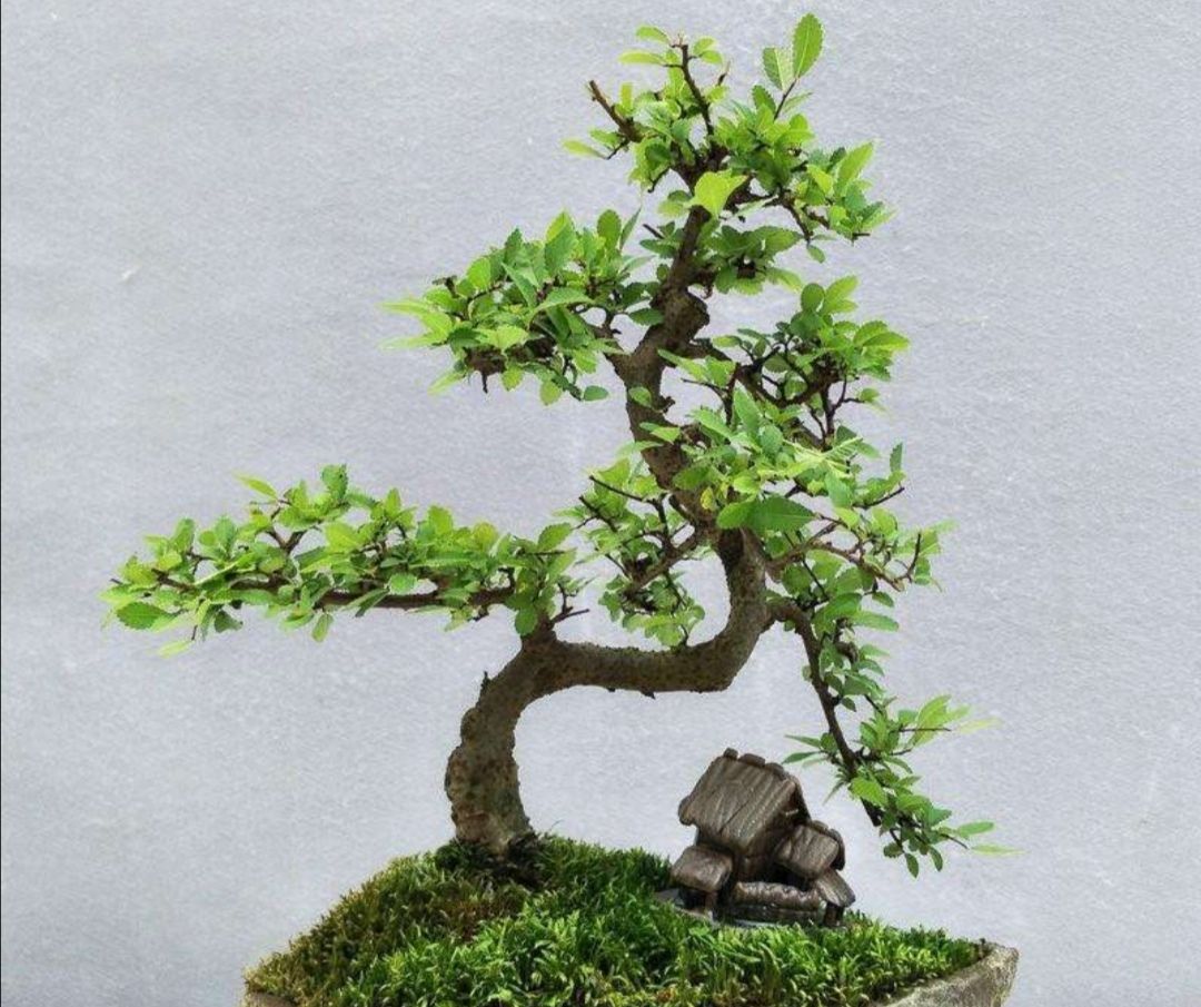 野外小叶榆树,也能制作成美观盆景,只需做好这个步骤