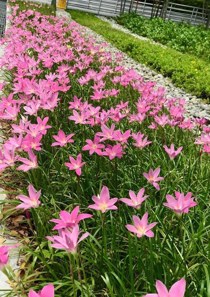 夏季下雨后就不断开花的风雨兰,有人把它当做韭菜,误食会中毒