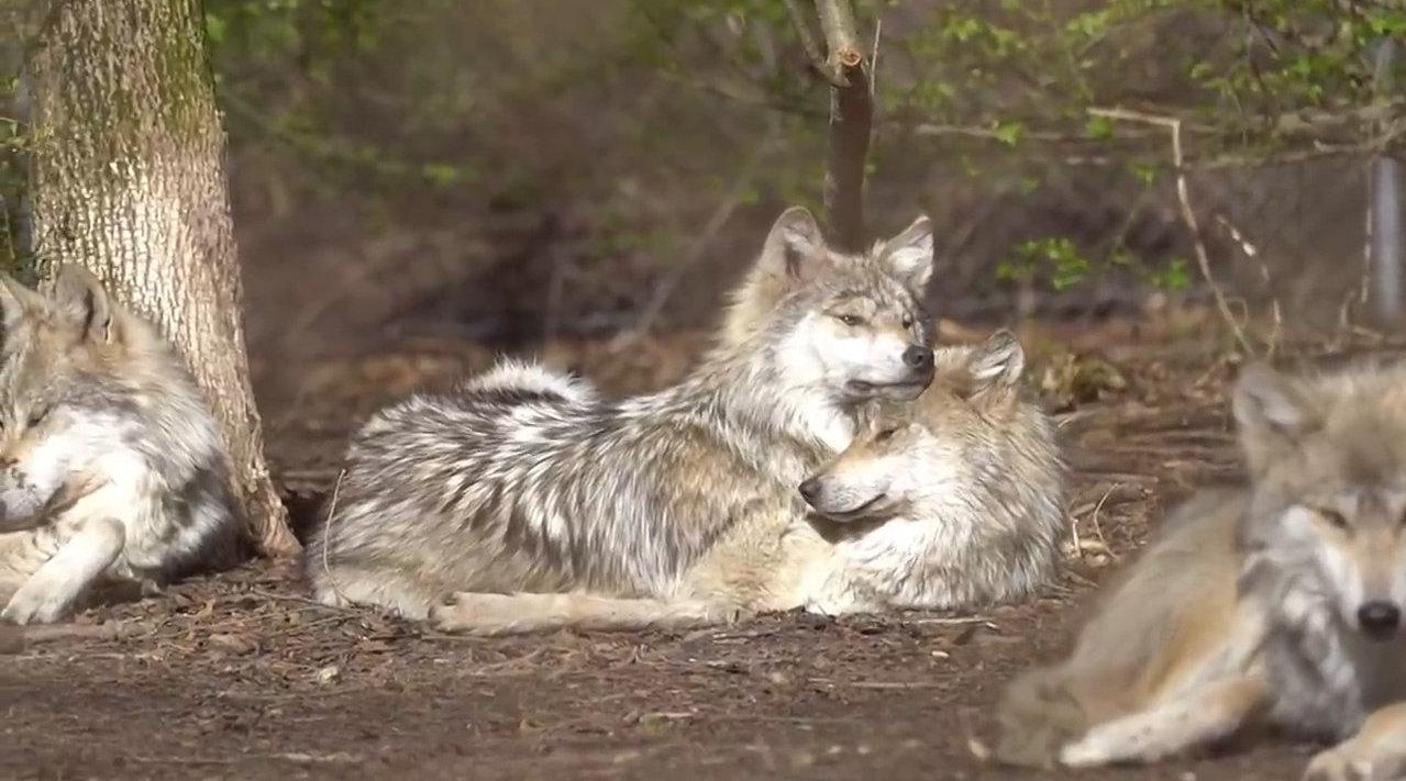 两头狼慵懒随意的抱在一起躺着休息