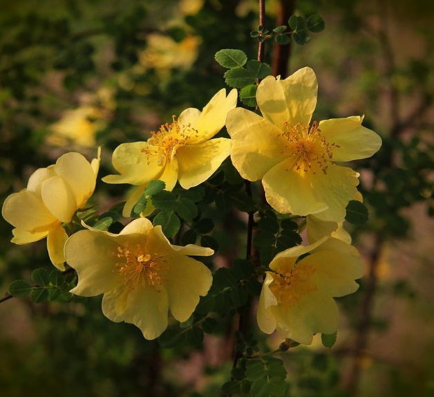 此花绚丽多彩,受到了许多人的喜爱,代表着希望与你泛起激情的爱
