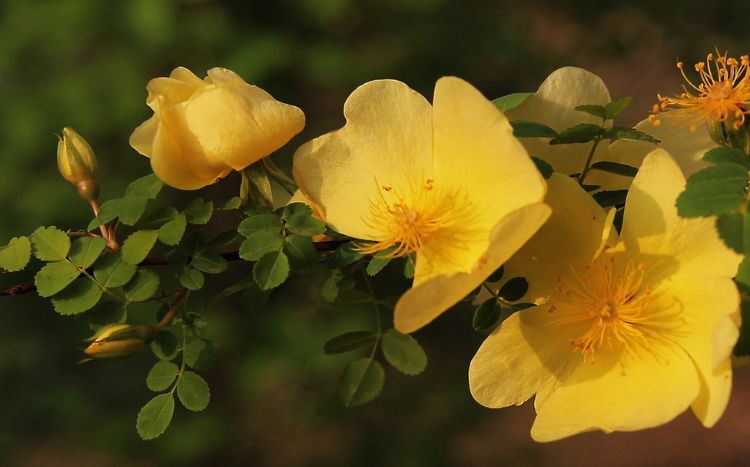 此花绚丽多彩,受到了许多人的喜爱,代表着希望与你泛起激情的爱