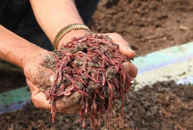 农村牛粪上创造财富,牛粪上面养蚯蚓比养牛还赚钱