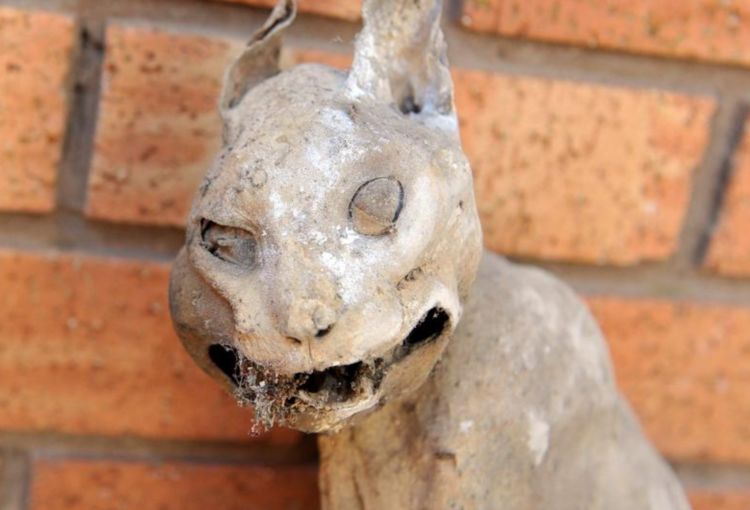 男子在打扫卫生时发现猫化石但是如何形成的却是个谜