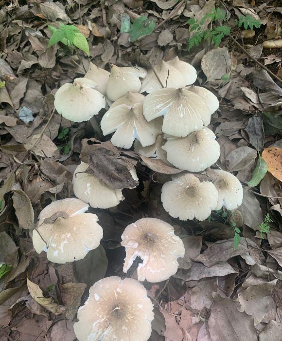 君子兰花盆长出"金蘑菇",可不要误食了,小心看到"蓝精灵"