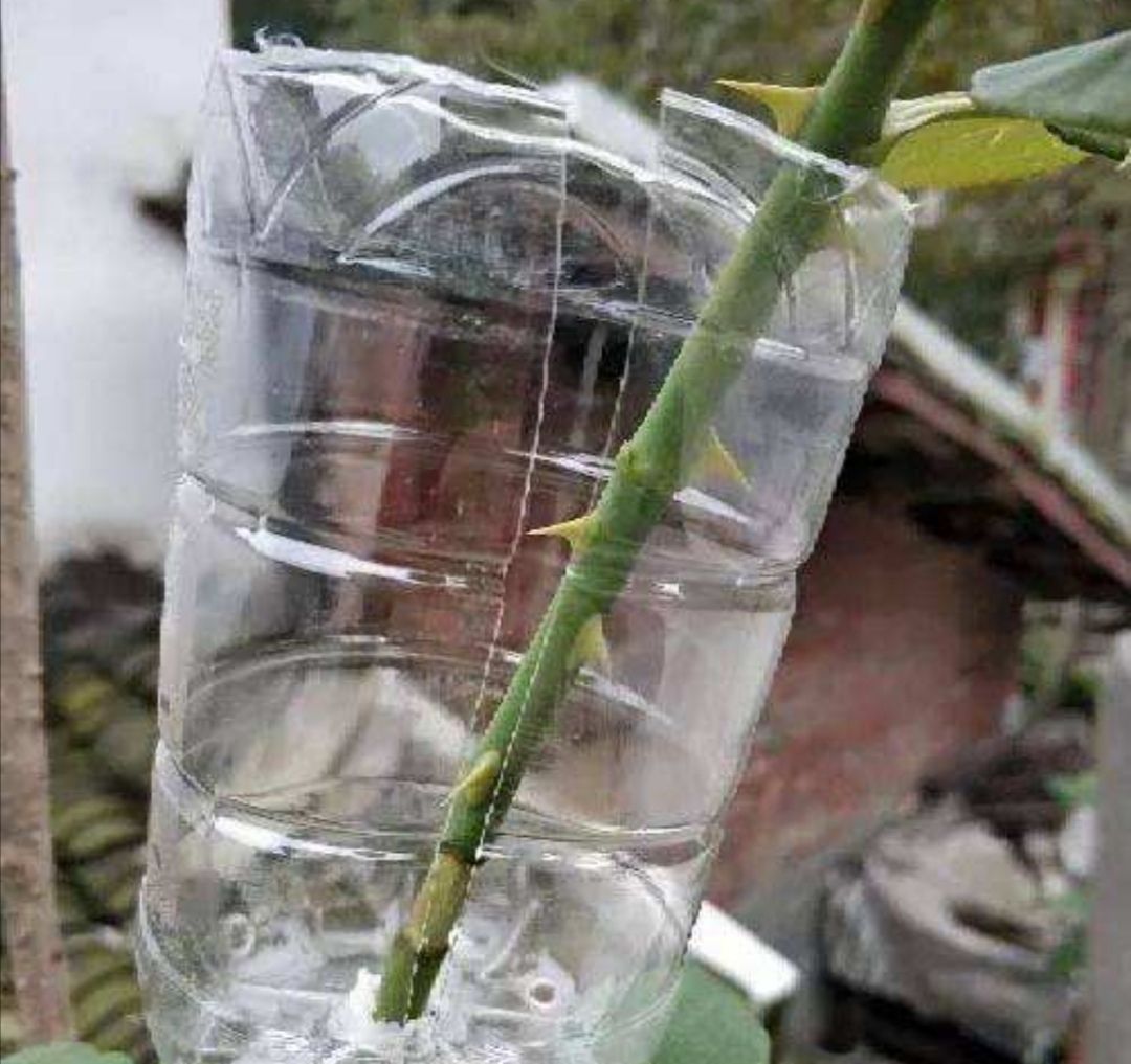 用1种方法繁殖月季,不黑杆生根快,方法也简单