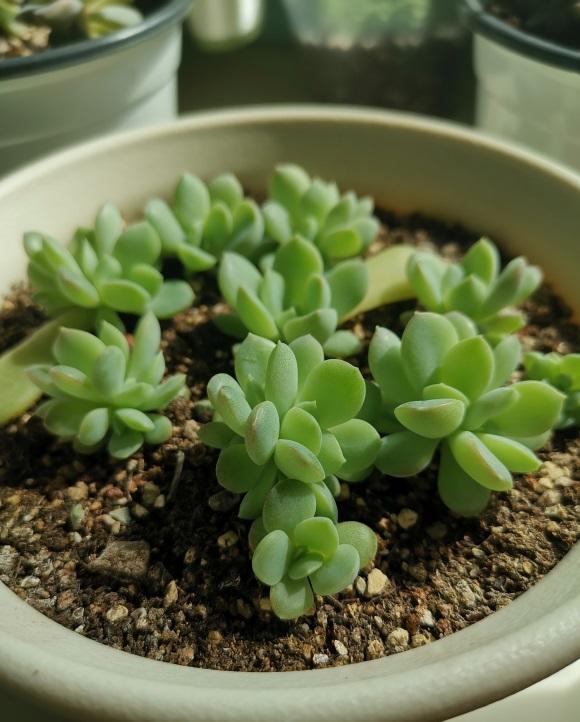 高温不适合养多肉,适合扦插,撸点多肉叶子,丢在土里就生根