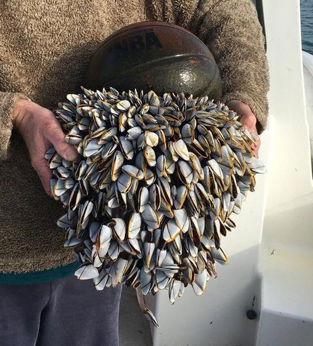 篮球在海上飘浮了两年,捞上来一年下面挂满着东西|鹅颈藤壶|篮球|海洋