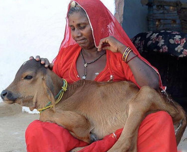 奇葩的印度女子,用母乳喂养小牛,坚持了3年,小牛还是小牛小悸趣谈科技