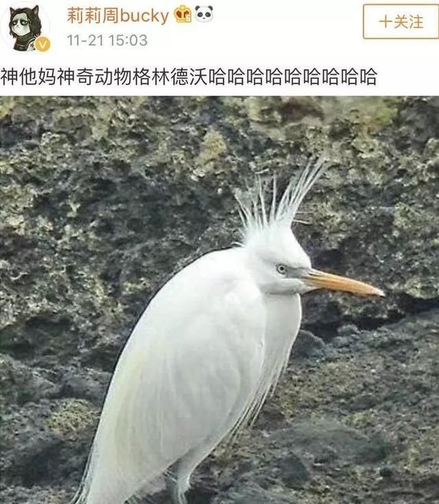 别人在乎你飞得高不高我只在乎你的翅膀加上孜然可以做烧烤