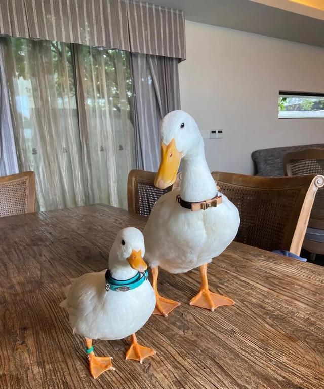 柯尔|鸭鸭|鹦鹉_新浪新闻