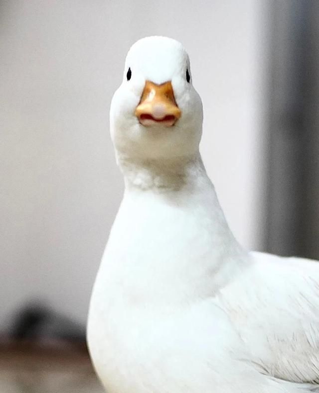 柯尔|鸭鸭|鹦鹉_新浪新闻