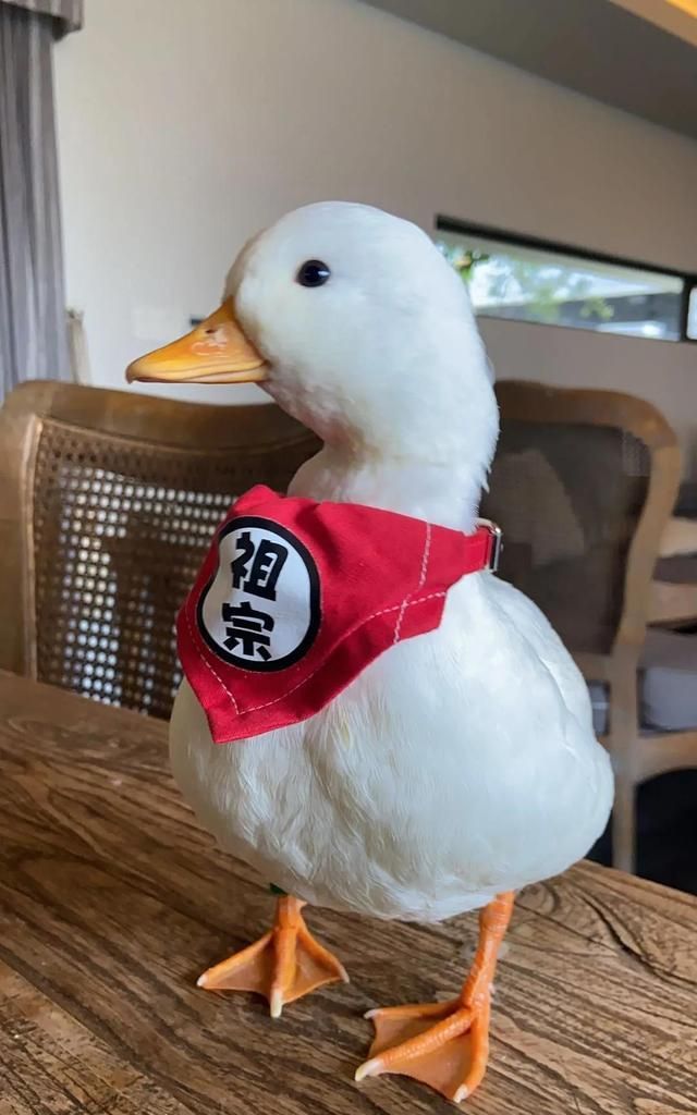 柯尔|鸭鸭|鹦鹉_新浪新闻