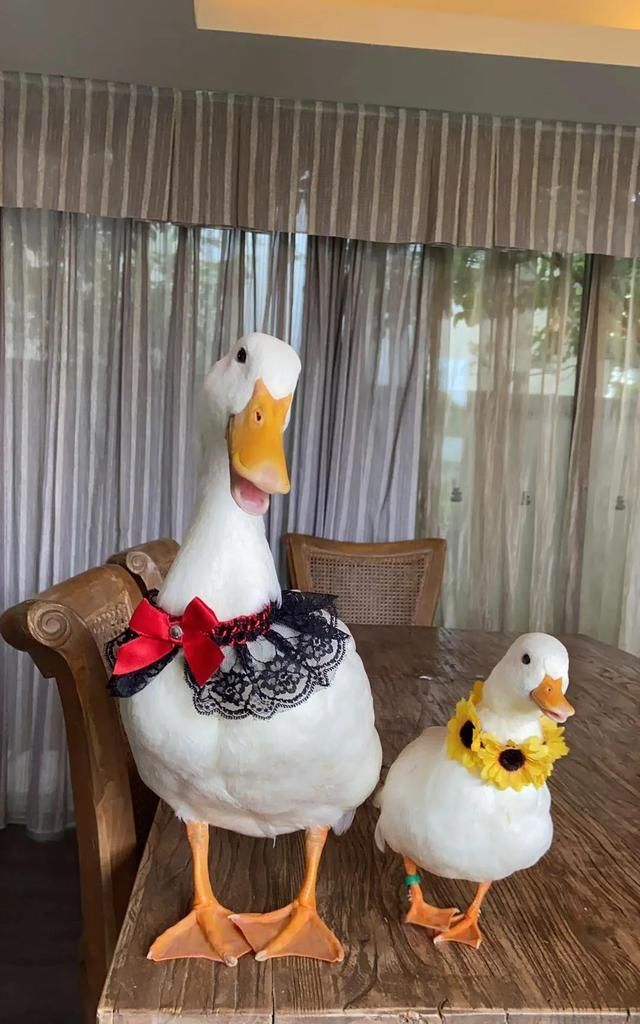 柯尔|鸭鸭|鹦鹉_新浪新闻