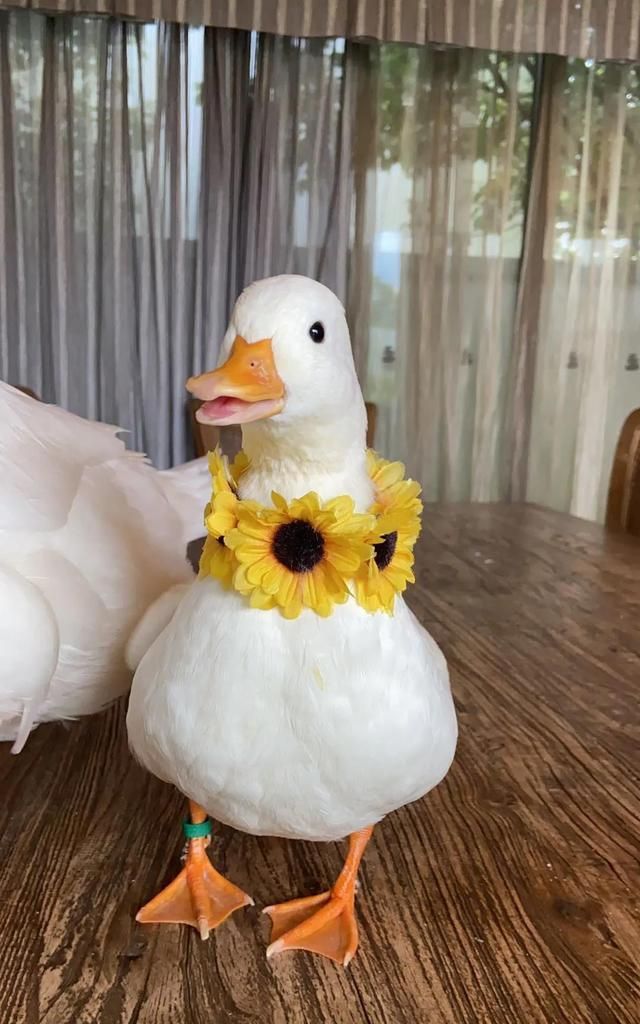 柯尔|鸭鸭|鹦鹉_新浪新闻