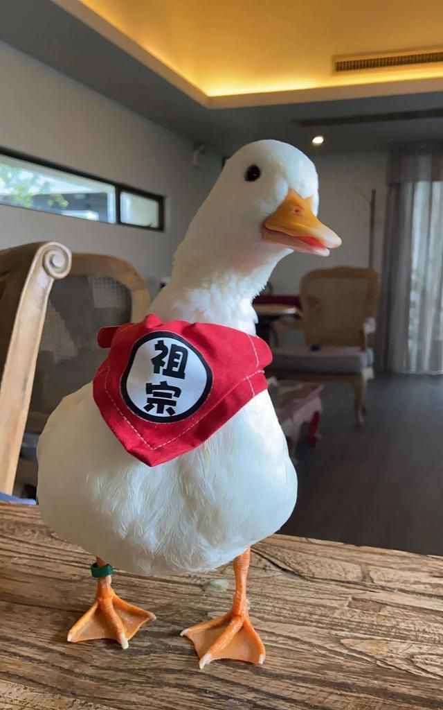 一起冲鸭cpf广州宠物展携思聪同款网红柯尔鸭亮相现场