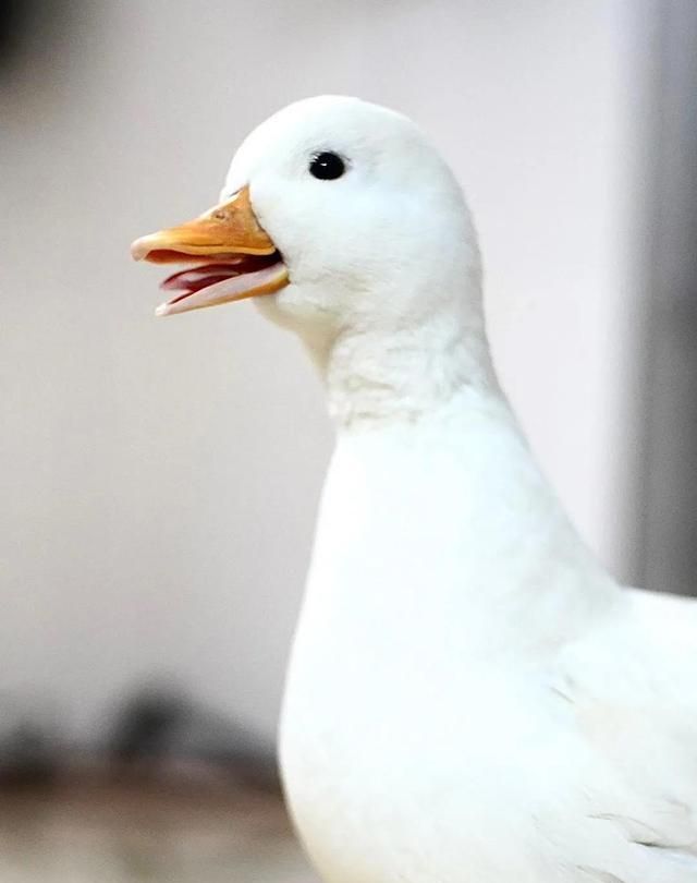 一起冲鸭cpf广州宠物展携思聪同款网红柯尔鸭亮相现场