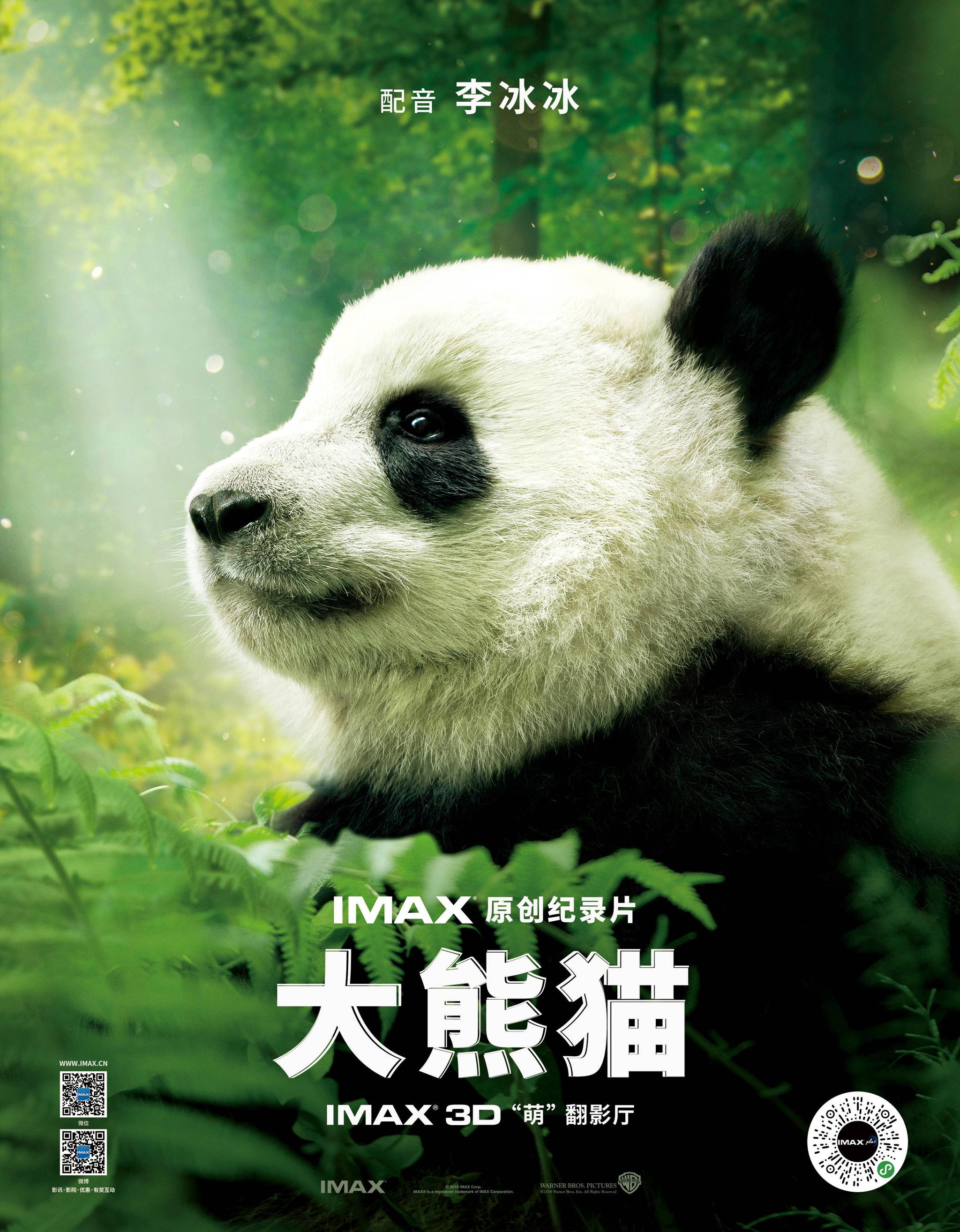 李冰冰imax纪录片《大熊猫》上影节展映 再度呼吁野生动物保护