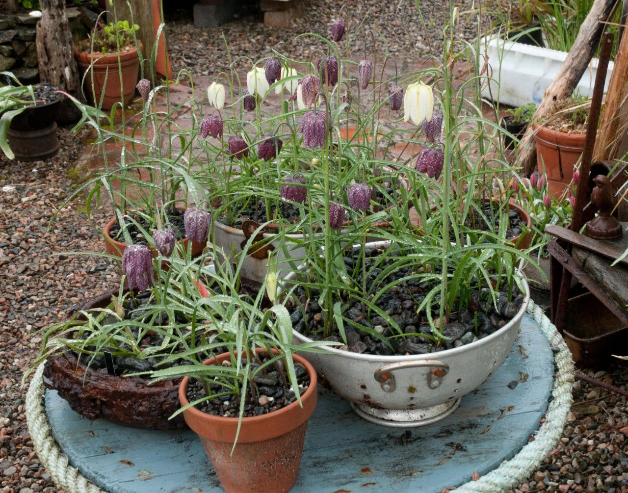 8种颜值特别高的小众鳞茎花卉,秋季就能栽种,露养户外就最好了