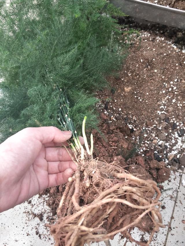 文竹的根系很强大,养过文竹的花友在每年换盆时可以观察一下它的根系