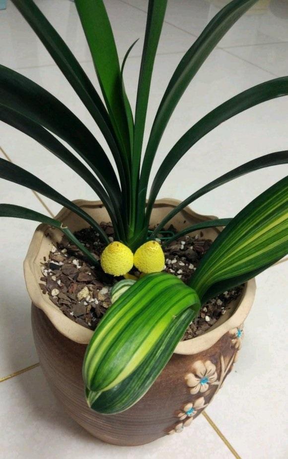 君子兰花盆长出"金蘑菇",可不要误食了,小心看到"蓝精灵"