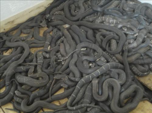 小伙路边烧烤卖蛇串,旁人尝后纷纷称其美味佳肴!