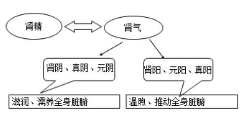 2.肾主水3.肾主纳气肾主纳气.