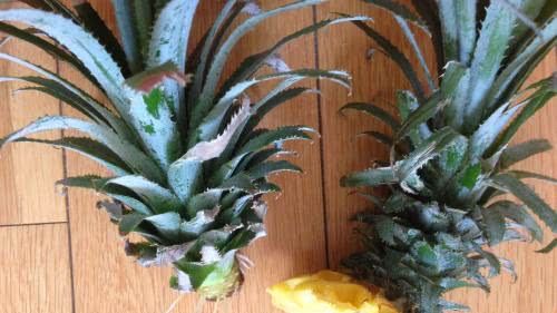 吃剩下的菠萝头放水里泡一泡,半年长一盆,四季油绿不黄叶!