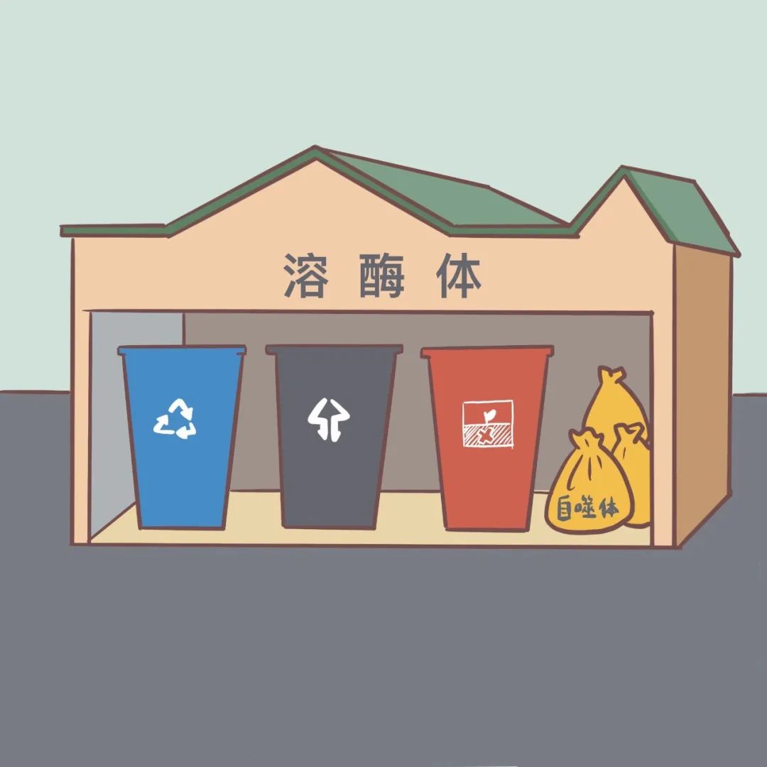 人的细胞里,竟然有垃圾回收站,可能是保持年轻的关键