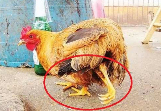男子家中养出四腿神鸡,死后肚中留下一物,男子直呼赚大了!
