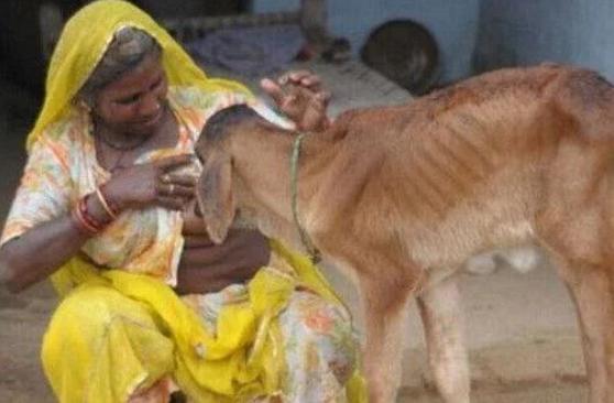 他们将牛看作是神圣的动物,在印度,牛是可以在大街上任意行走的,而且