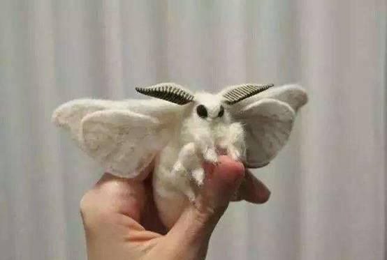 蛾子真的很恶心吗当你看完这些就知道扑棱蛾子都能长这么可爱