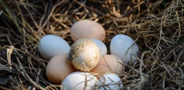 这个人用鸡蛋换了老鹰巢里的蛋,卵孵化后,老鹰的反应太滑稽了
