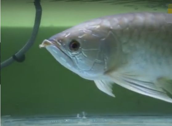 小伙买回金龙鱼发现鱼嘴有异样撬开后小伙偷偷笑了