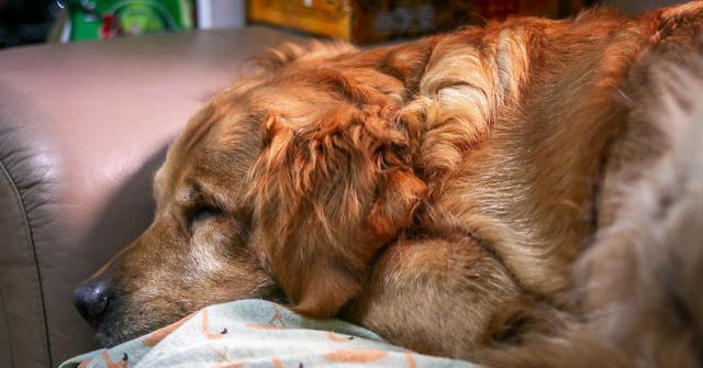 爱狗人士是何时成了贬义词看看网友都是怎么说的