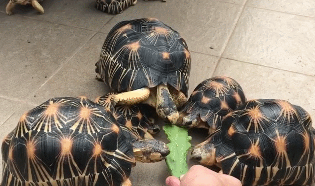 主人拿出一块仙人掌乌龟们沸腾跑得比兔子还快