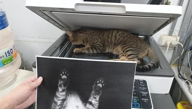 虎皮猫待在打印机上,同事索性按下复印键,效果"惊人"