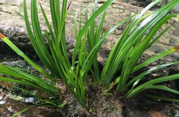 盆栽随手香尊重3个小癖好揪片叶子搓搓就能生香好看又好养