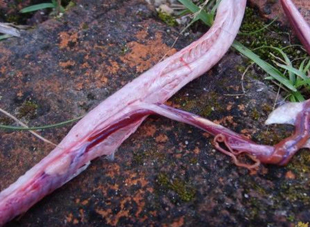 男子发现一条蛇疯狂咬自己的肚子,解剖后在肚子里有重大发现!