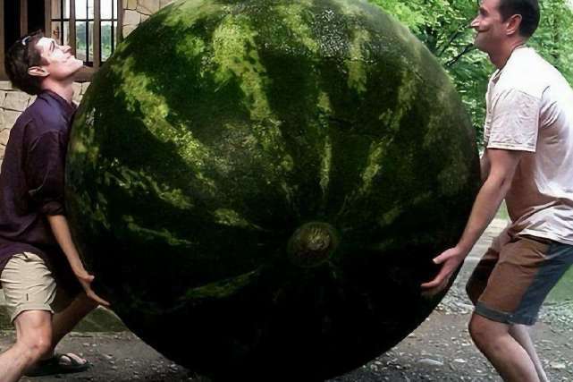 世界上最大的西瓜,300多斤跟猪有的一拼,切开那一刻大壮观了!