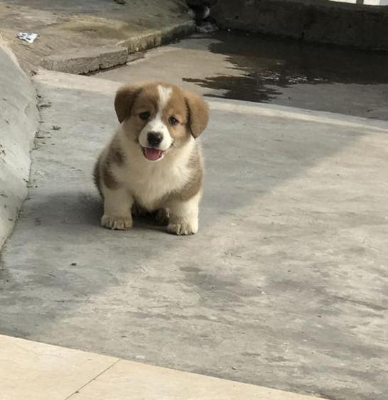 小伙高价买回小短腿, 发现是一只土狗