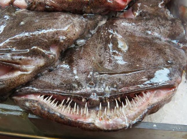 小伙捉到巨型怪鱼满嘴尖牙利齿好生吓人看见人就直流口水