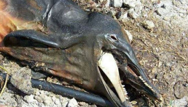 男子沙滩游玩发现不明生物,走近看后被惊到!