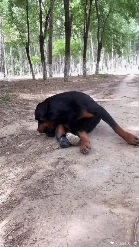 这一幕看哭 退役缉毒犬高丽无论身体再痛 手机新浪网