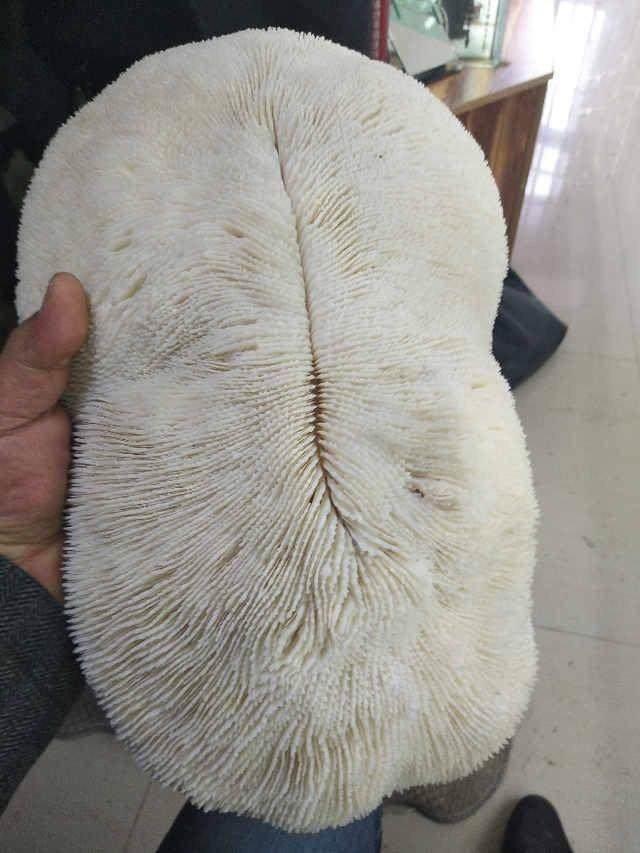 老大爷放牛时捡到一个白色巨型蘑菇,专家也无解.