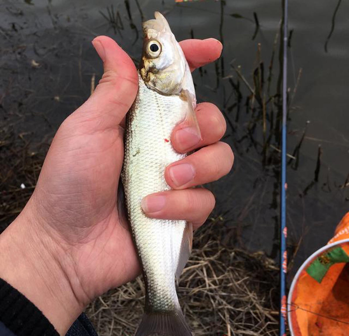 野钓白条的几种方法,上鱼速度一绝,一天钓十几斤是家常便饭